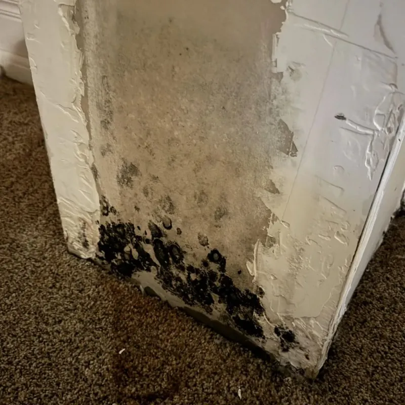 Professional Mold Removal in Roberts County, TX